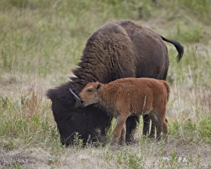 Horn Prints: Bison (Bison bison) calf playing with its mother