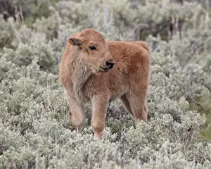 Pla Nts Prints: Bison (Bison bison) calf, Yellowstone National Park
