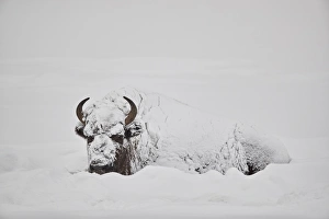 Bison (Bison bison) covered with snow in the winter, Yellowstone National Park, Wyoming