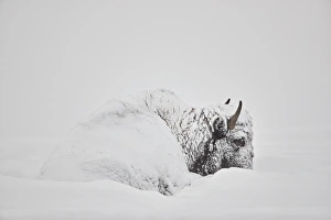 Horned Prints: Bison (Bison bison) covered with snow in the winter, Yellowstone National Park, Wyoming