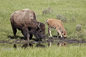 Bison Prints: Bison (Bison bison) cow and calf drinking