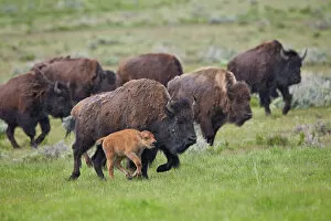 Rural Scenes Gallery: Bison (Bison bison) cow and calf running in the rain, Yellowstone National Park, Wyoming