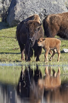 Bison (Bison bison) cow and calf in the spring, Yellowstone National Park, UNESCO World Heritage Site, Wyoming, United States of America, North America