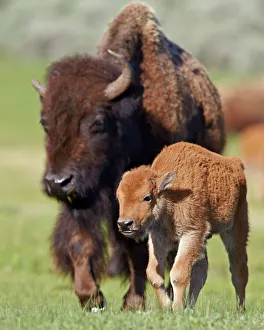Wyoming Prints: Bison (Bison bison) cow and calf in the spring