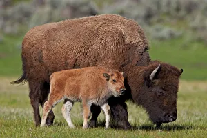 Feeding Prints: Bison (Bison bison) cow and calf in the spring