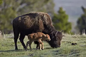 Bison (Bison bison) cow and calf, Yellowstone National Park, UNESCO World Heritage Site, Wyoming, United States of America, North America