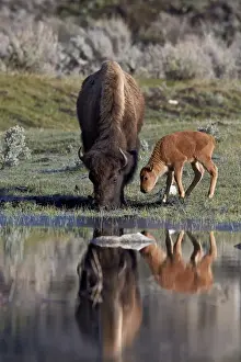 Buffalo Prints: Bison (Bison bison) cow and calf