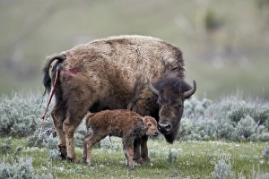 Nurture Prints: Bison (Bison bison) cow and newborn calf, Yellowstone National Park, Wyoming, United
