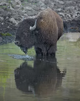 Looking Away Gallery: Bison (Bison bison) drinking from a pond, Custer State Park, South Dakota