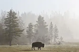 Bison Prints: Bison (Bison bison) in fog, Yellowstone National Park