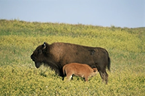 Nursing Prints: Bison (Bison bison) mother nursing calf