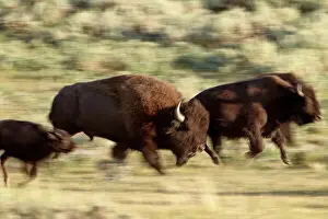 Three Animals Prints: Bison (Bison bison) running, Yellowstone National Park, UNESCO World Heritage Site