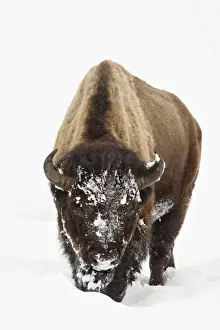 Bison (Bison bison) in snow, Yellowstone National Park, Wyoming, United States of America