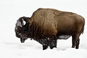 Bison Prints: Bison (Bison bison) in snow, Yellowstone National Park, Wyoming, United States of America