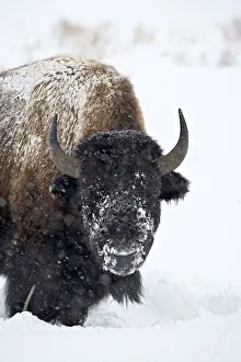Wyoming Prints: Bison (Bison bison) in a snowstorm