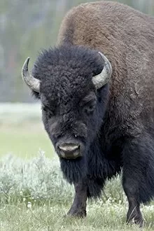 Images Dated 15th July 2008: Bison (Bison bison), Yellowstone National Park, UNESCO World Heritage Site