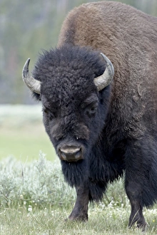 Images Dated 15th July 2008: Bison (Bison bison), Yellowstone National Park, UNESCO World Heritage Site