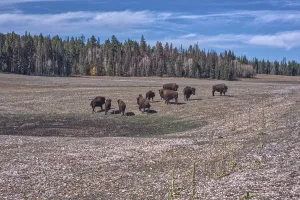 Meadow Prints: Bison grazing in a meadow at Grand Canyon North Rim Arizona under blue skies