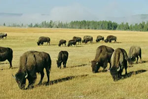 Meadow Prints: Bison grazing in Yellowstone National Park