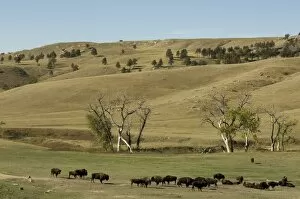 Images Dated 29th September 2007: Bison herd, Custer State Park, Black Hills, South Dakota, United States of America