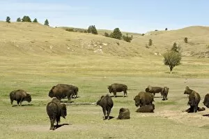 Images Dated 29th September 2007: Bison Herd, Custer State Park, Black Hills, South Dakota, United States of America