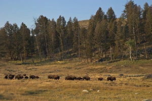 Lamar Valley Prints: Bison herd in early morning sun
