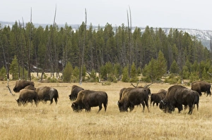 Images Dated 5th October 2007: Bison herd, Yellowstone National Park, UNESCO World Heritage Site, Wyoming