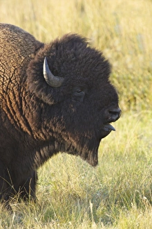 Horn Prints: Bison in the Lamar Valley, Yellowstone National Park