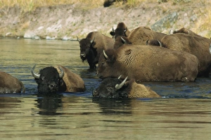 Bison Prints: Bison, Madison River, Yellowstone National Park, UNESCO World Heritage Site