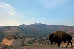 Wyoming Prints: Bison and Mount Washburn in early morning light