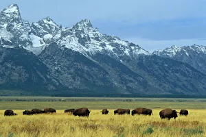 Teton Range Prints: Bison and the Teton Range