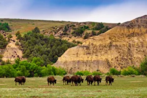 North Dakota Prints: Bison in the Theodore Roosevelt National Park South Unit, North Dakota
