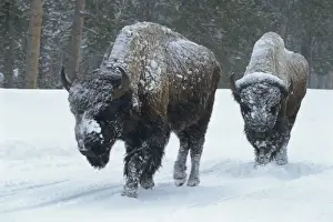 M Ammals Prints: Bison walk through winter storm, Yellowstone National Park, UNESCO World Heritage Site
