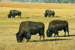 Bison Prints: Bison, Yellowstone National Park