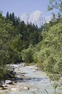 Julian Alps Prints: Bistrica River and forest with Stenar mountain beyond in summer
