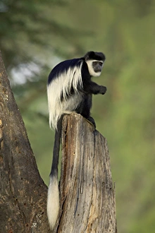 Images Dated 17th February 2005: Black-and-white colobus monkey (Colobus guereza), Lake Naivasha, Kenya