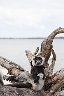 Humour Prints: Black-and-white ruffed lemur (Varecia variegata), Lake Ampitabe, Pangalanes Lakes