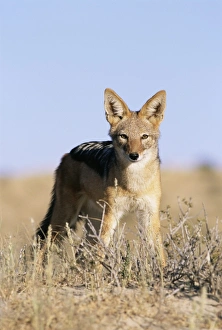 Jackal Prints: Black-backed jackal