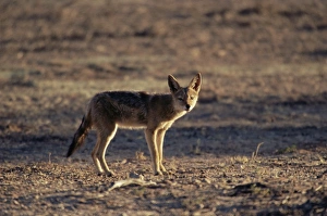 Black-backed jackal (Canis mesomelas)