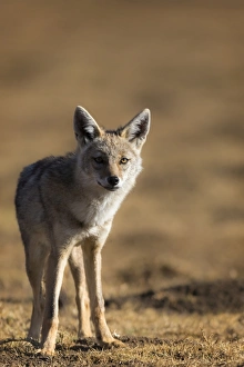 Black-backed jackal (Canis mesomelas), Ngorongoro Conservation Area, Tanzania, East Africa