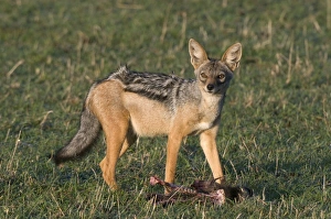 Images Dated 1st October 2008: Black-backed jackal (Canis mesomelas), Masai Mara National Reserve, Kenya