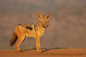 Carnivore Prints: Black-backed jackal (Lupulella mesomelas)