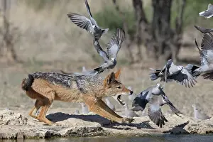 Northern Cape Prints: Black-backed jackal (Lupulella mesomelas) hunting Cape turtle doves (Streptopilia capicola)