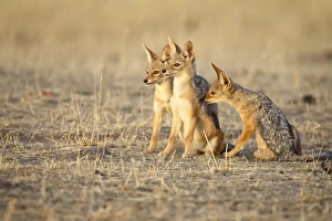 Images Dated 20th October 2006: Three black-backed jackal or silver-backed jackal