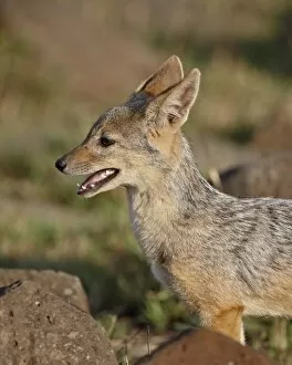 Images Dated 13th October 2007: Black-backed jackal (silver-backed jackal) (Canis mesomelas) pup, Masai Mara National Reserve