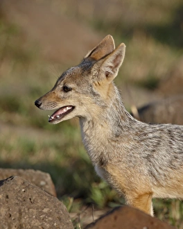 Images Dated 13th October 2007: Black-backed jackal (silver-backed jackal) (Canis mesomelas) pup, Masai Mara National Reserve