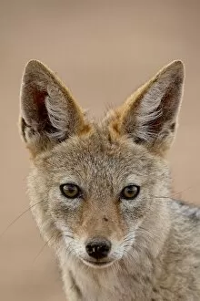 Images Dated 20th October 2007: Black-backed jackal (Silver-backed jackal) (Canis mesomelas), Kgalagadi Transfrontier Park