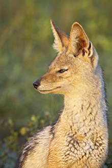 Images Dated 16th February 2007: Black-backed jackal (silver-backed jackal) (Canis mesomelas), Serengeti National Park