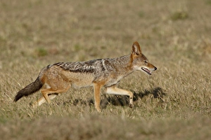 Images Dated 2nd November 2007: Black-backed Jackal (Silver-backed Jackal) (Canis mesomelas) running, Addo Elephant National Park