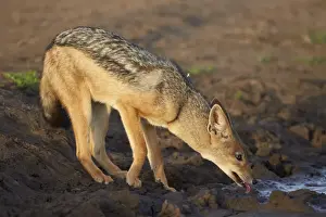 Serengeti Prints: Black-backed jackal (silver-backed jackal) (Canis mesomelas) drinking